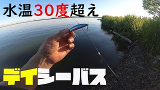 水温は30度を超えてパターンが変わった　－　霞水系・霞ヶ浦・北浦・鰐川・北利根川・外浪逆浦・常陸利根川【シーバス・アメリカナマズ・バス】－やまいぬ【釣りと歌】チャンネル