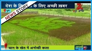 Aapki news | Farmer from Pune die Paddy Farming | Part 1