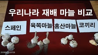 우리나라 재배 마늘비교 1부 홍산마늘구매 문의 010-7706-7787