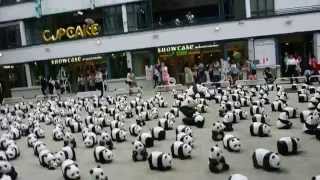 1600 Paper Panda at PMQ, Hong Kong 1600 熊貓世界之旅 香港PMQ元創坊 (00344)