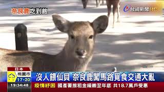 沒人餵仙貝奈良鹿闖馬路覓食交通大亂