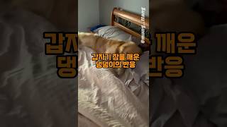 자고 있는 댕댕이를 갑자기 깨웠을 때 댕댕이의 반응