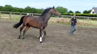 Holsteiner Horse for Sale