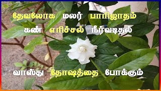 பாரிஜாத மலர் || தேவ லோக மலர்|| பாரிஜாத செடி || parijatha poo || parijatha malar || parijat plant ||