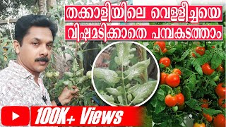 തക്കാളിയിലെ വെള്ളീച്ചയെ വിഷം അടിക്കാതെ എങ്ങനെ തുരത്താം