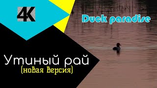 [4K]Утиный рай(Новое редактирование)/Duck Paradise(New edit)/4K Ultra HD