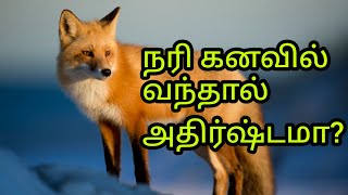 நரி‌ கனவில் வந்தால் என்ன‌ பலன் | Fox dream in Tamil | Nari kanavil vanthal in tamil | kanavupalan