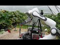 Autonomous Strawberry Picking Robotic System.