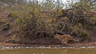 Lioness chasing impala