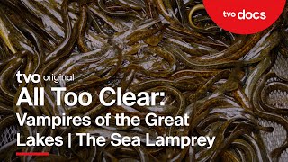 All Too Clear: Vampires of the Great Lakes | The Sea Lamprey | TVO Original