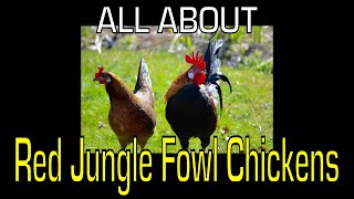 Red Jungle Fowl Chicken - Information