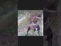 Pitbull dangerous teeth like iron || #short #pitbull #dog