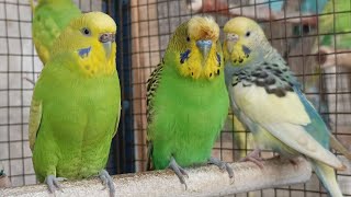 Happy budgie sounds