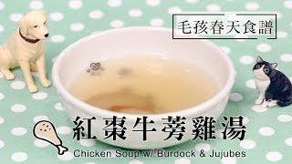 貓狗春天護肝鮮食，來碗紅棗牛蒡湯 Chicken Soup with Burdock and Jujubes，貓犬和你一起享用！【自然好食光EP1】