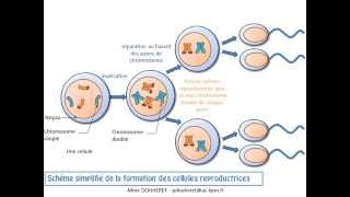 SVT - cours - La transmission du programme génétique de génération en génération