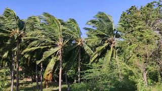 Heavy winds | 120 km/h wind speed | Aralvaimozhi - Rajavoor Area | Tamil Nadu #wind