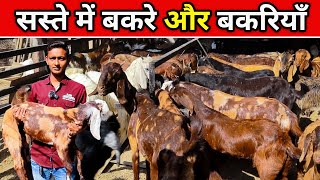 सस्ते में बकरे और बकरियां ✅💯। SASTA BAKRI OR BAKRA।। #omprakashausar