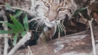 Bobcat Trapping:  Using Cubby sets.
