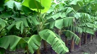 How Plantains are Grown