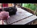 cutting open a 5 000 year old bog oak tree