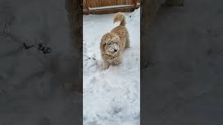 Ariel the Goldendoodle before and after Grooming. #goldendoodle #dogs #shorts