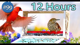 Uninterrupted Video for Cats 😻12 Hours of Birds 🐦 Uninterrupted CatTV