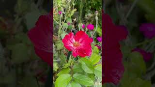 【SD動画】2024年6月20日  紫陽花が色付きました。 #flowers #garden #癒し#自然 #naturelovers #薔薇は美しく散る #ばらの花 #rosegarden