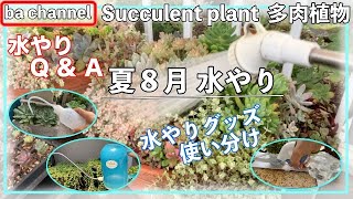 239{多肉植物}夏８月の水やり💧水やりグッズとQ\u0026A❣️Succulent