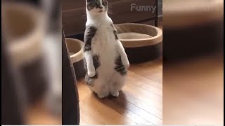 Best 2022 Funny Animal Videos Of The Month | Cute 🐶 Dogs And 😹 Cats Reactions | Hilarious Fails | HD