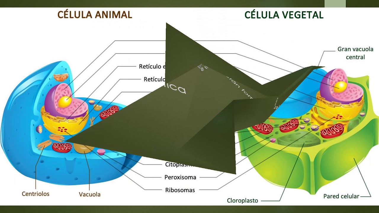 Teoria Celular