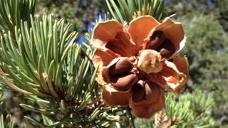 Trespassing pinon nut pickers getting aggressive, homeowners say