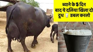 ब्याने के 5 दिन बाद ये दलिया 🥣 खिला दो।दूध udder लेवटी डबल कर लो।