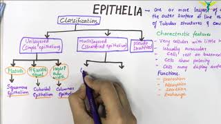 EPITHELIUM | Classification | Basic Histology