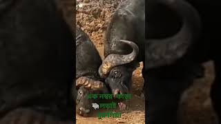 এক নম্বর  কাড়া 🐃লড়াই 🦬 পুরুলিয়া