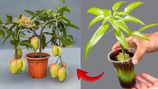 SPECIAL TECHNIQUE to propagate MANGO with coca~cola, extremely fast growth