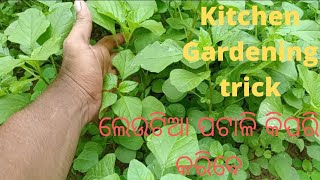 Kitchen Gardening trick##ଲେଉଟିଆ ଶାଗ ପଟାଳୀ କିପରି ପ୍ରସ୍ତୁତ କରିବେ ##