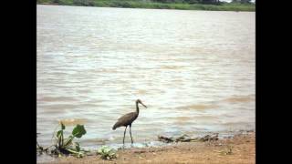 AVES PANTANERAS - EL CARAÚ - RIO PARAGUAY - CORUMBÁ  MS - BRASIL