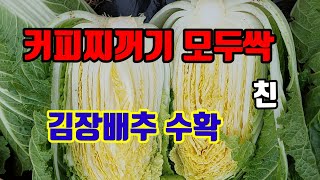 커피찌꺼기와 모두싹으로 키운 김장배추  이렇습니다