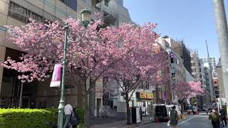 Hanami from Home [4K HDR] - Cherry Blossoms (Sakura) in Tokyo Spring 2021　2021年春東京・横浜の梅・桜おうちでお花見