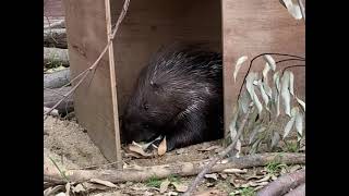 ヤマアラシが寄付の白菜を食べる20210510／Crested Porcupine eating donated Chinese cabbage, taken on May 10, 2021.