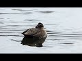 【日本の野鳥】トモエガモ baikal teal （カモ科）　　＃日本の野鳥＃トモエガモ＃カモ科