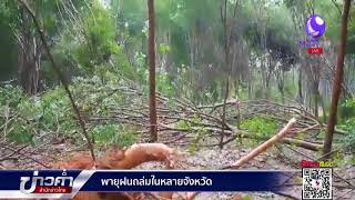 พายุฝนถล่มหลายจังหวัด พัดสวนยางกระบี่พังเสียหายกว่า 100 ไร่