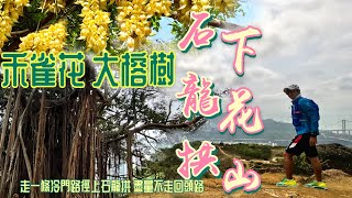 石龍拱 禾雀花 下花山[香港行山郊遊好去處]4K |大榕樹 石頭廢屋究竟係邊處|又係石龍拱下花山 緊係要行冷門些少山徑 盡量不走回頭路|短距離登頂包覽荃灣青馬橋風景|蓮花山荒校元荃古道| 荃灣行山路線