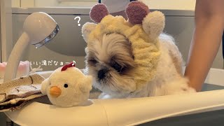 【シーズー】見てくれてありがとう！ふわふわ納め＆福来家からご挨拶。【犬Vlog】