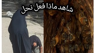 عثرنا 🐝على خليه نحل في الطبيعة🐝🐝