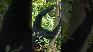 siamang gibbon ape video, long hand apes #apes #gibbon #siamang #animals #animal