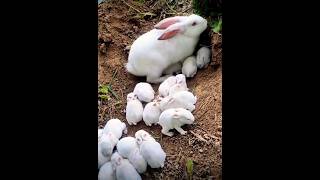 10 baby rabbit and mother 😳#shorts #viral