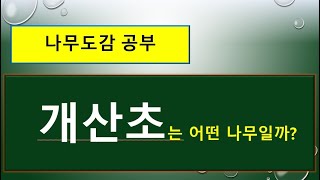 개산초 vs 산초나무 vs 초피나무 : 서로 다른 차이점