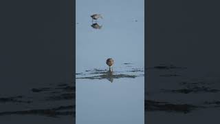 Short billed Dowitcher \u0026 Dunlin