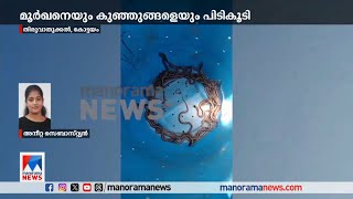 തിരുവാതുക്കലില്‍ മൂർഖൻ പാമ്പിനെയും മുപ്പതോളം കുഞ്ഞുങ്ങളെയും പിടികൂടി|Snake